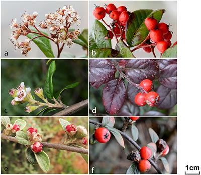 Molecular Evidence for Natural Hybridization between Cotoneaster dielsianus and C. glaucophyllus